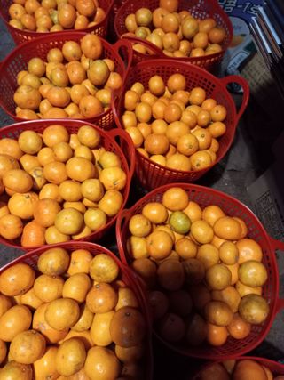 황금향님의 작성글 사진