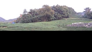 선곡다원님의 기타작물 · 영농일지 작성글 사진