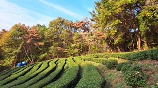 선곡다원님의 기타작물 · 영농일지 작성글 사진