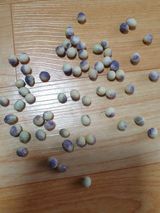 팜모닝 농사, 무엇이든 물어보세요!·참여글 게시글 이미지