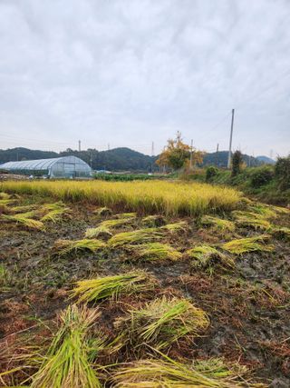 용포물레방아님의 자유주제 · 자유게시판 작성글 사진