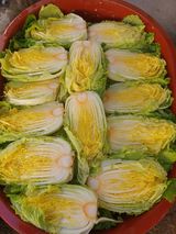 팜모닝 배추·수확 게시글 이미지