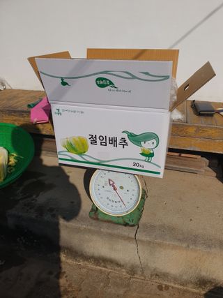 안비님의 배추 · 수확 작성글 사진