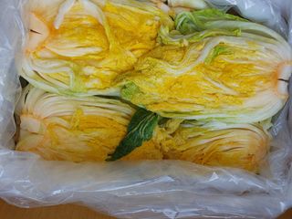 안비님의 배추 · 수확 작성글 사진
