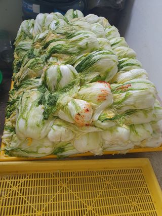 안비님의 배추 · 수확 작성글 사진