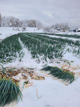 팜모닝 파·영농일지 게시글 이미지