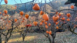 산골촌부님의 자유주제 · 자유게시판 작성글 사진