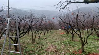 산골촌부님의 자유주제 · 자유게시판 작성글 사진