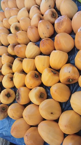 산골촌부님의 자유주제 · 자유게시판 작성글 사진