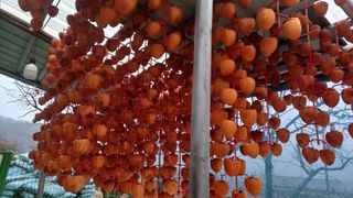 산골촌부님의 자유주제 · 자유게시판 작성글 사진