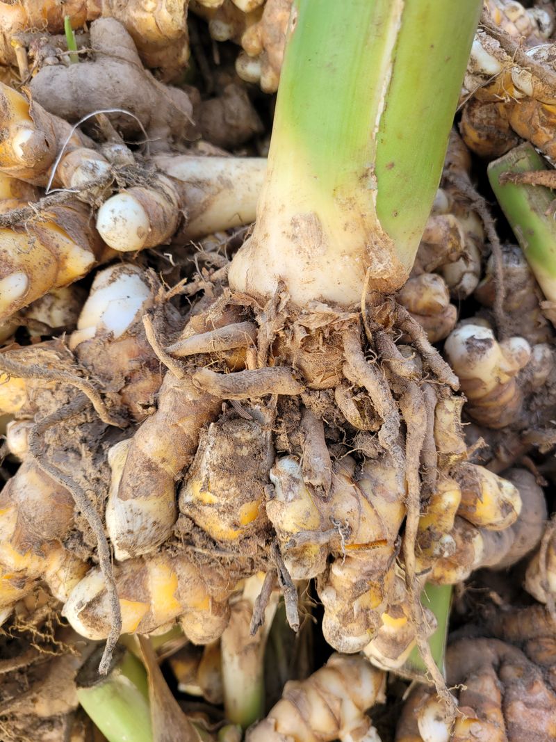 장터 상품 [울금] 썸네일