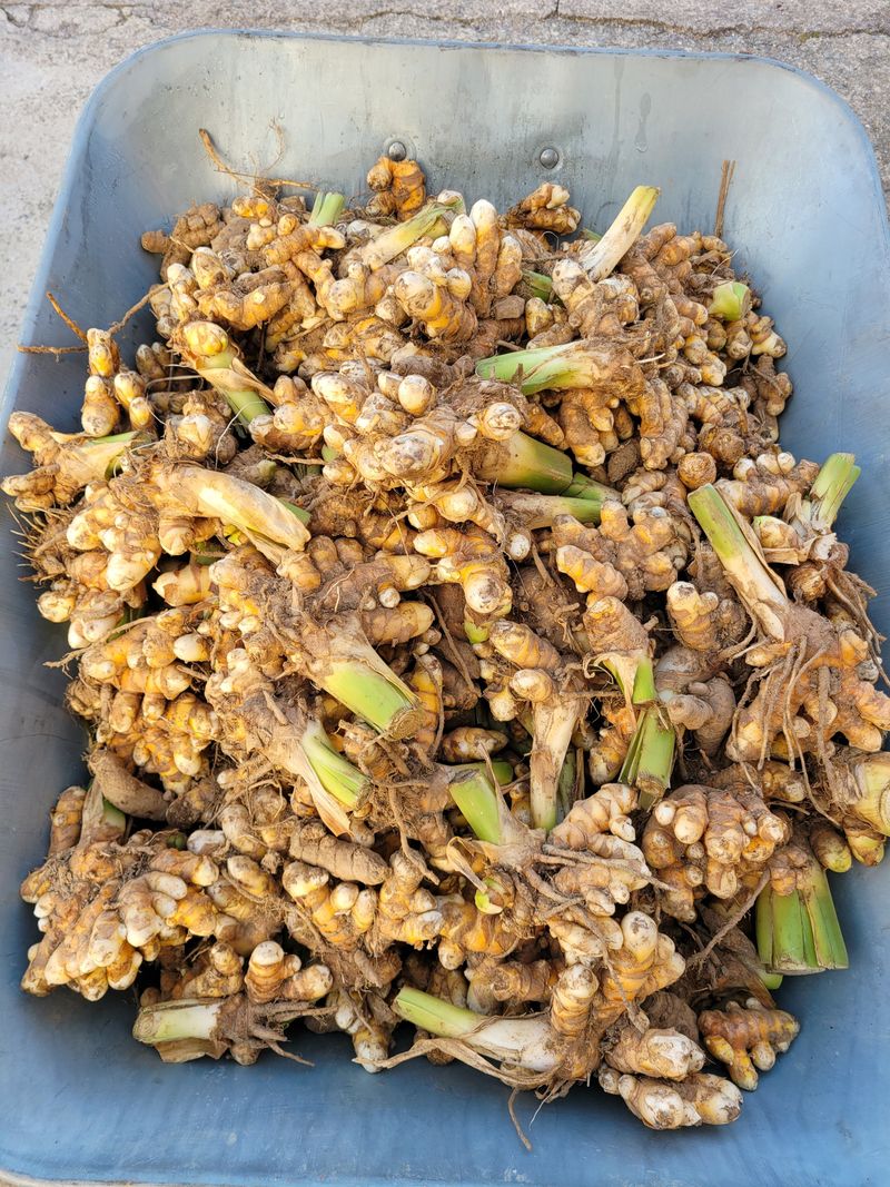 은화님의 장터 판매 상품 [울금] 첨부 사진