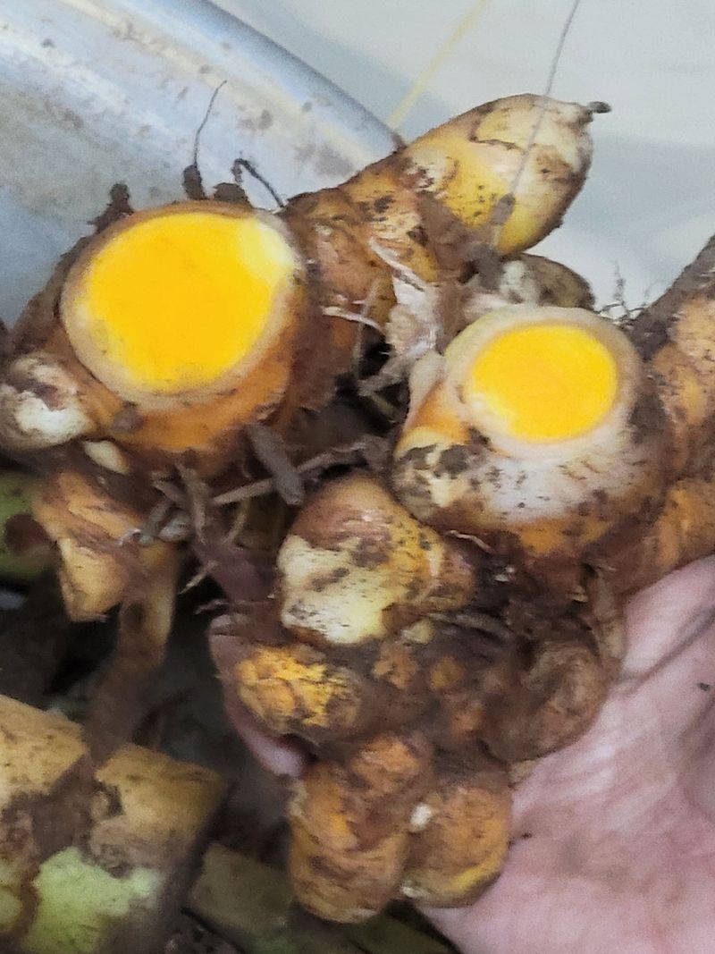 은화님의 장터 판매 상품 [울금] 첨부 사진