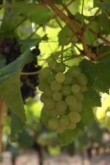 팜모닝 포도·영농일지 게시글 이미지