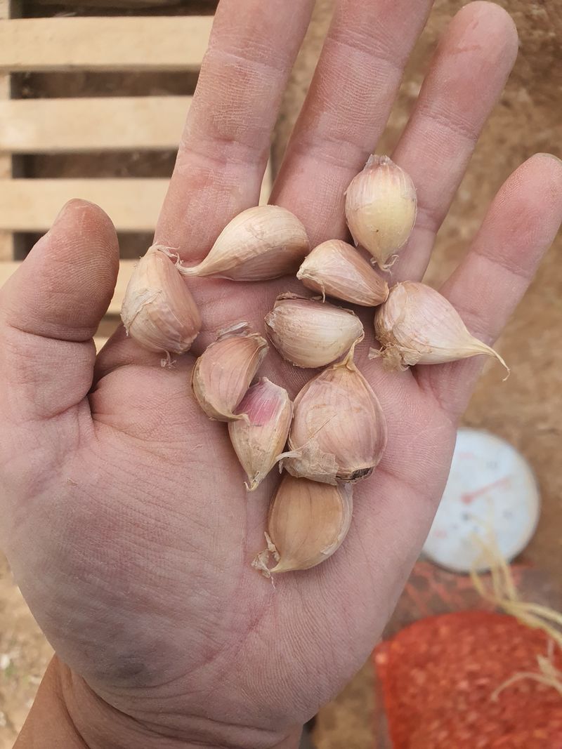 장터 상품 [마늘종구 쪼갠마늘] 썸네일