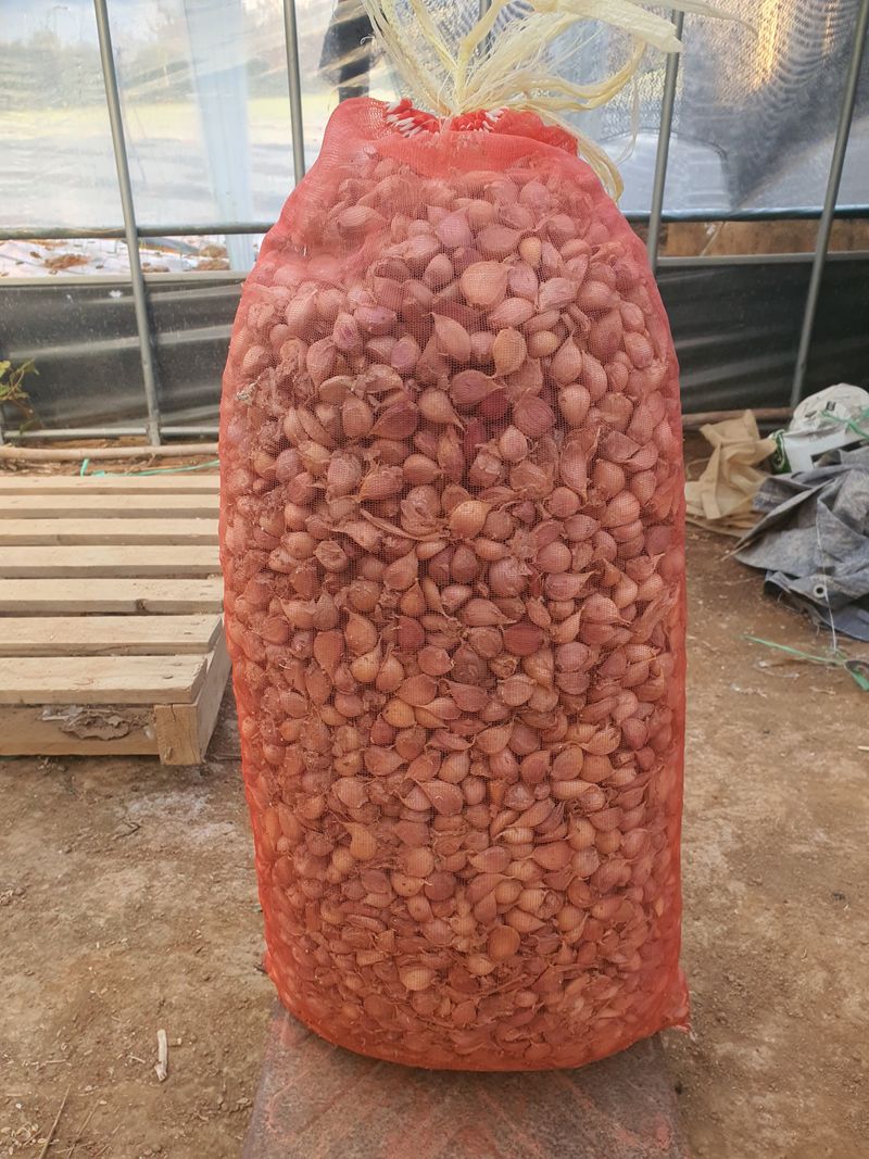 그린팜님의 장터 판매 상품 [마늘종구 쪼갠마늘] 첨부 사진