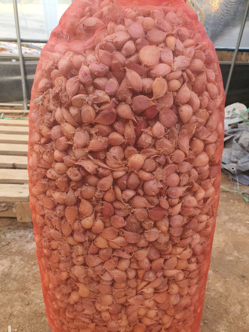 그린팜님의 장터 판매 상품 [마늘종구 쪼갠마늘] 첨부 사진