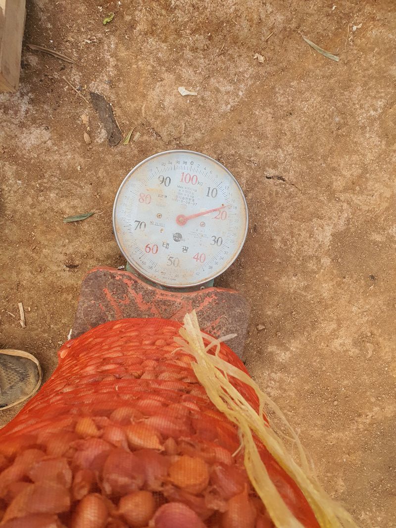 그린팜님의 장터 판매 상품 [마늘종구 쪼갠마늘] 첨부 사진