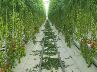 일대종사님의 토마토 · 영농일지 작성글 사진