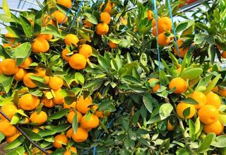 복희네농장(달콤향)님의 자유주제 · 자유게시판 작성글 사진