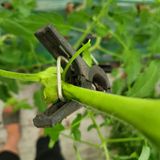 팜모닝 시금치·일상 게시글 이미지