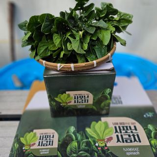 강옥만님의 작성글 사진