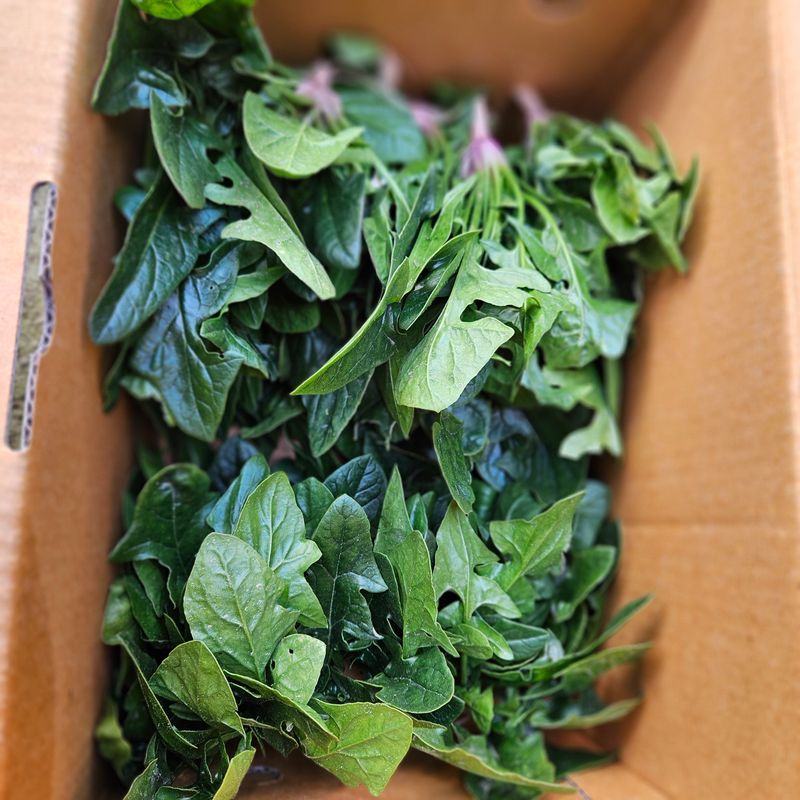 강옥만님의 장터 판매 상품 [사포닌성분 노지 시금치 1kg] 첨부 사진