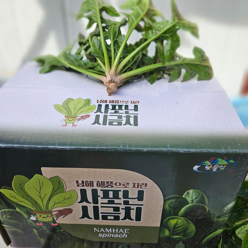 강옥만님의 장터 판매 상품 [사포닌성분 노지 시금치 1kg] 첨부 사진