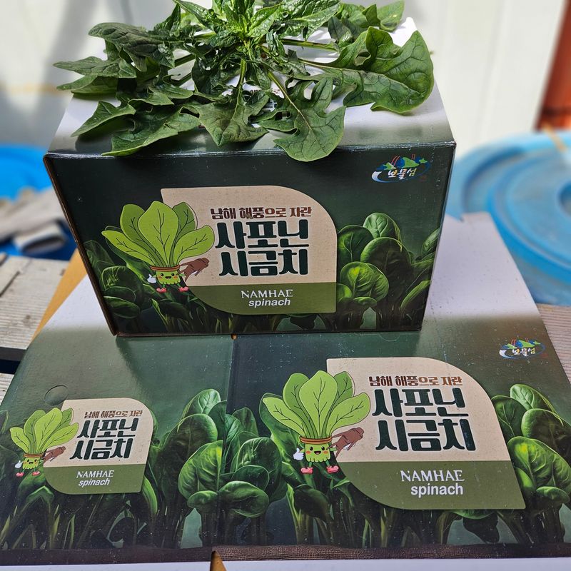 강옥만님의 장터 판매 상품 [사포닌성분 노지 시금치 1kg] 첨부 사진