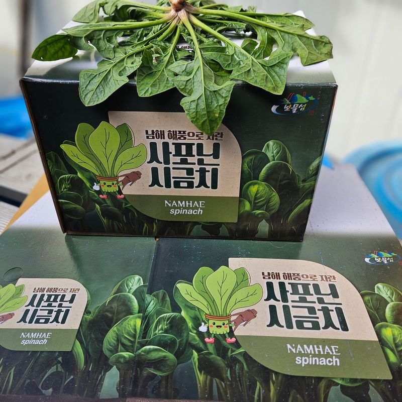 강옥만님의 장터 판매 상품 [사포닌성분 노지 시금치 1kg] 첨부 사진