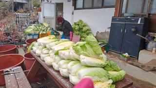 서은숙님의 기타작물 · 영농일지 작성글 사진