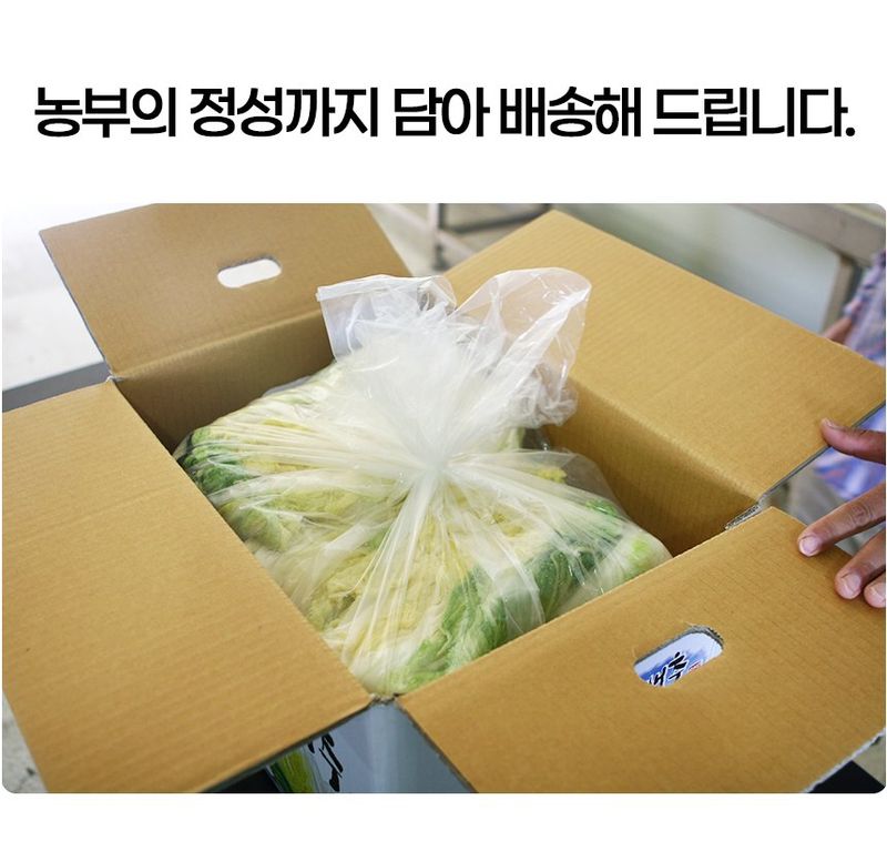 초록미소 금호농장님의 장터 판매 상품 [  [품절] 해남 절임배추 90일 재배 24시간 신안 천일염 저염 절인배추 20kg] 첨부 사진