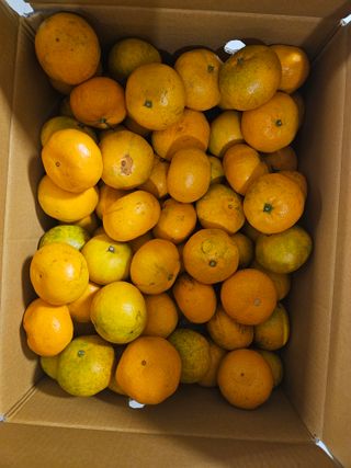 왕궁농장님의 작성글 사진