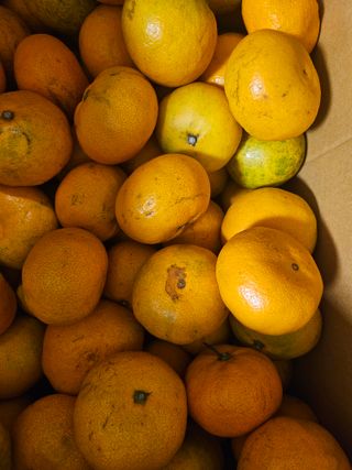 왕궁농장님의 작성글 사진