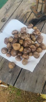 팜모닝 기타작물·영농일지 게시글 이미지