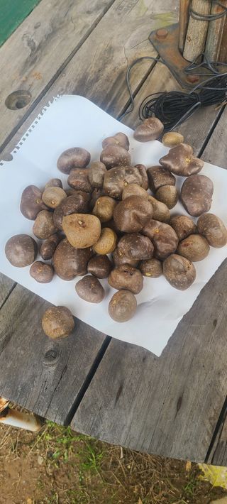 정응화님의 기타작물 · 영농일지 작성글 사진