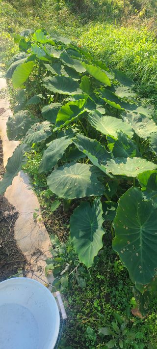 정응화님의 기타작물 · 영농일지 작성글 사진