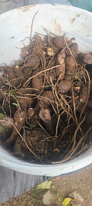 정응화님의 기타작물 · 영농일지 작성글 사진