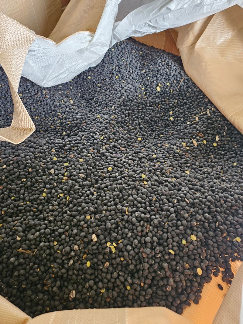 장터 상품 [청자5호(검정콩).백태(선풍) 팝니다] 썸네일