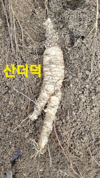 장철식님의 자유주제 · 자유게시판 작성글 사진