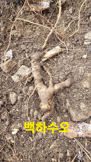 장철식님의 자유주제 · 자유게시판 작성글 사진