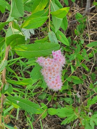 심수보 님의 팜모닝 · 출석 작성글 사진