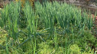 조용욱 용강농원님의 파 · 영농일지 작성글 사진