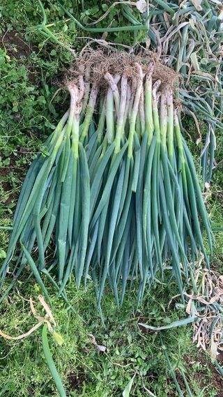 조용욱 용강농원님의 파 · 영농일지 작성글 사진