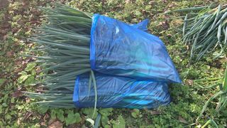 조용욱 용강농원님의 파 · 영농일지 작성글 사진