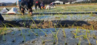 구춘봉님의 마늘 · 영농일지 작성글 사진