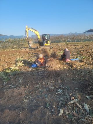 일심묘목농원님의 자유주제 · 자유게시판 작성글 사진