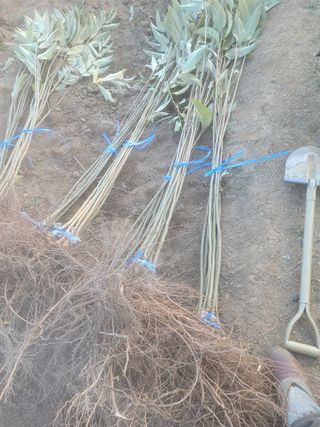 일심묘목농원님의 자유주제 · 자유게시판 작성글 사진