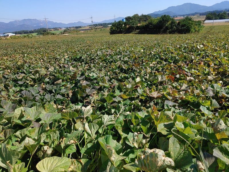 알 수 없음님의 장터 판매 상품 [해남 꿀 밤고구마 5kg] 첨부 사진