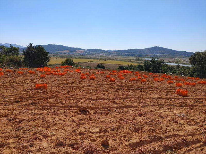 알 수 없음님의 장터 판매 상품 [해남 꿀 밤고구마 5kg] 첨부 사진